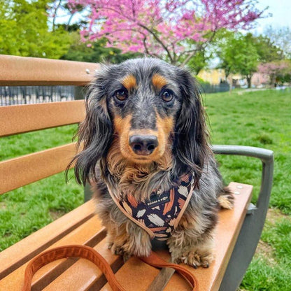 Reversible Signature Print Dog Harness